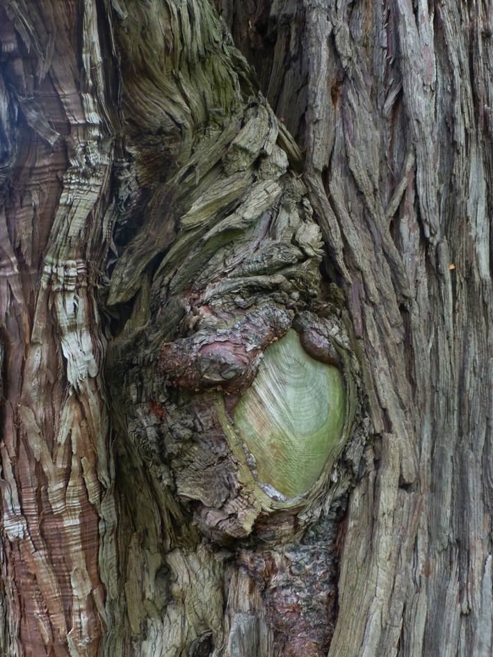 "Arbre bijou" © Bernard Peltier - 2025. Tout droit de reproduction interdit sans l'autorisation de l'artiste.