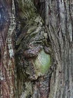 "Arbre bijou" © Bernard Peltier - 2025. Tout droit de reproduction interdit sans l'autorisation de l'artiste.