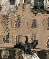 "Cormoran" © Bernard Peltier - 2025. Tout droit de reproduction interdit sans l'autorisation de l'artiste.