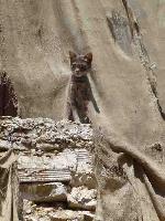 "Chat" © Bernard Peltier - 2025. Tout droit de reproduction interdit sans l'autorisation de l'artiste.