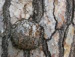 "Pin" © Bernard Peltier - 2025. Tout droit de reproduction interdit sans l'autorisation de l'artiste.