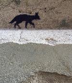 "Renard urbain" © Bernard Peltier - 2025. Tout droit de reproduction interdit sans l'autorisation de l'artiste.