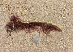 "Trce sur sable" © Bernard Peltier - 2025. Tout droit de reproduction interdit sans l'autorisation de l'artiste.