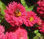 "Zinnias" © Bernard Peltier - 2025. Tout droit de reproduction interdit sans l'autorisation de l'artiste.